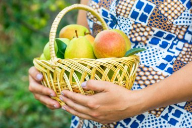Kadınların elinde armut olan hasır sepet, elinde armut tutan bahçıvan elleri. Armut hasadı.