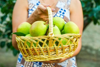 Kadınların elinde armut olan hasır sepet, elinde armut tutan bahçıvan elleri. Armut hasadı.