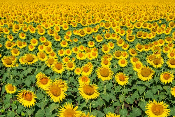 Sunflower field nature scene. Sunflowers. Sunflower field landscape. Sunflower field view.