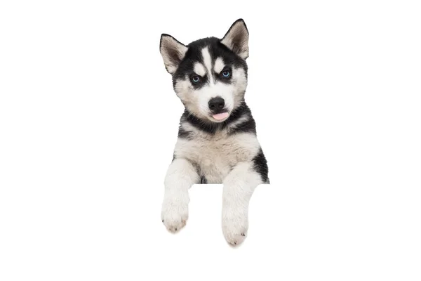 Cão Bonito Husky Com Patas Sobre Banner Branco Branco Cartaz — Fotografia de Stock