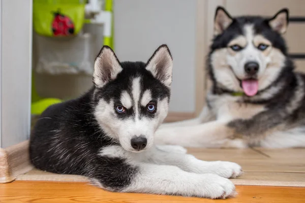 Két Aranyos Husky Kutya Fekszik Padlón Szobában Husky Kiskutya Kifejlett — Stock Fotó