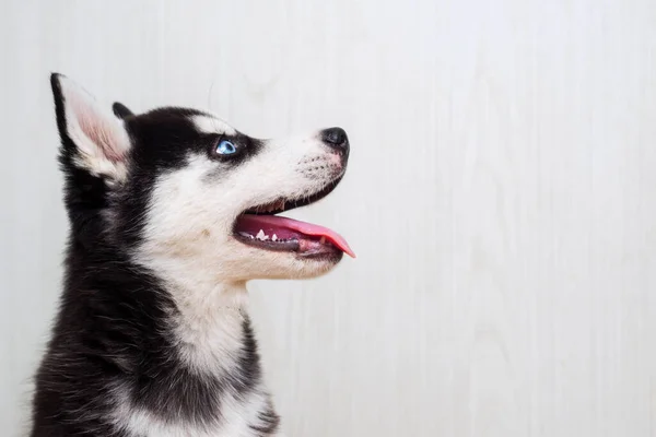 Retrato Cachorro Husky Siberiano Con Boca Abierta Perro Mira Derecha —  Fotos de Stock