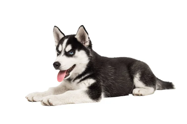 Cachorrinho Husky Siberiano Meses Deitado Frente Fundo Branco Husky Siberiano — Fotografia de Stock