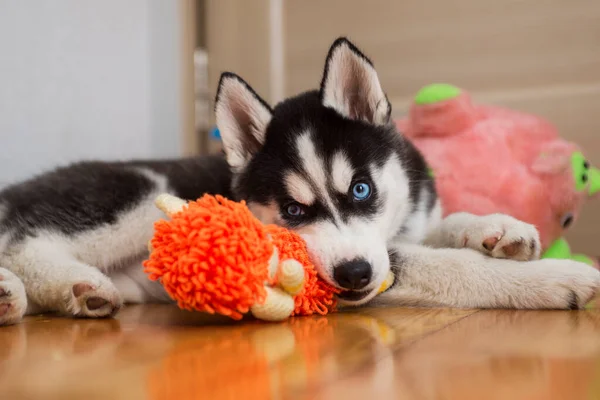 Husky Puppy Spelen Met Speelgoed Kleine Hond Thuis Een Kamer — Stockfoto