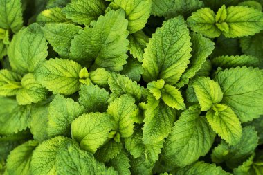 Bahçede naneli bitki yetiştirme. Arka plan olarak nane yeşili..