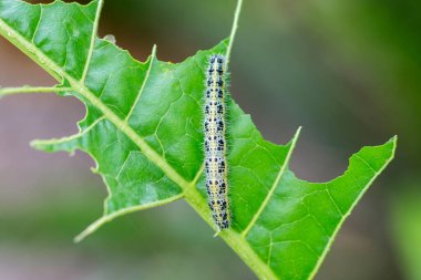 Lahana Beyaz Tırtıl. Cabbage White Caterpillar 'ın kapağı lahana yaprağında delikler açıyor..
