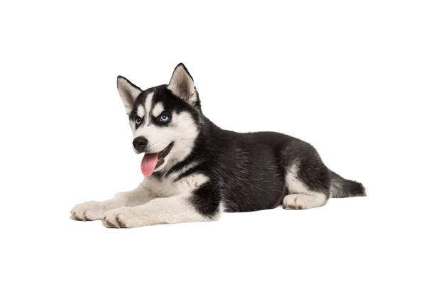 Cachorrinho Husky Siberiano Deitado Frente Fundo Branco Husky Siberiano Isolado — Fotografia de Stock