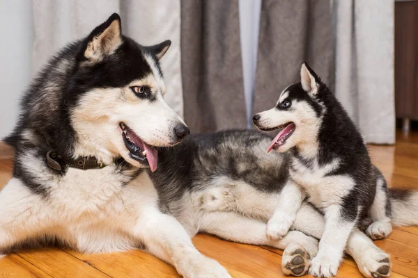 Két Husky Kutya Játszik Otthon Anya Kutya Játszik Kiskutyájával — Stock Fotó