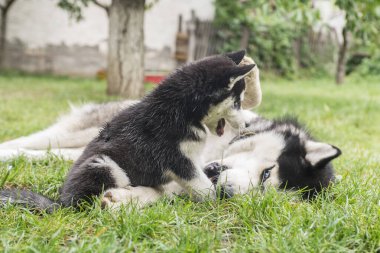 Sevimli bir Husky, ve sevimli bir köpek yavrusu, bahçede harika vakit geçiriyor. İki iri köpek dışarıda birlikte oynuyorlar..