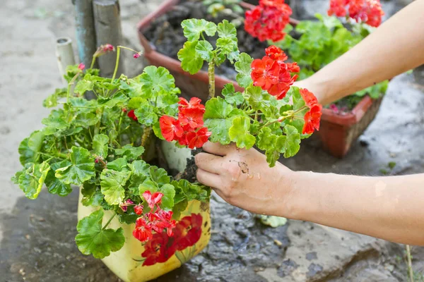 Wanita Menanam Bunga Dalam Pot Bunga Wanita Tukang Kebun Menanam — Stok Foto