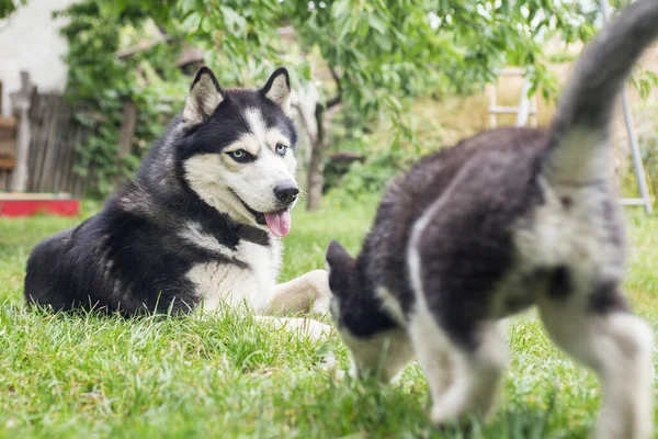 愛らしいハスキーとかわいい子犬のハスキーは 庭で素晴らしい時間を過ごしています 2匹の犬が屋外で遊んでいます — ストック写真