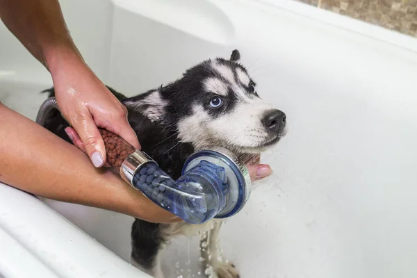 Хаскі Цуценя Процесі Прання Водою Шампунем Миття Собаки Ванній — стокове фото