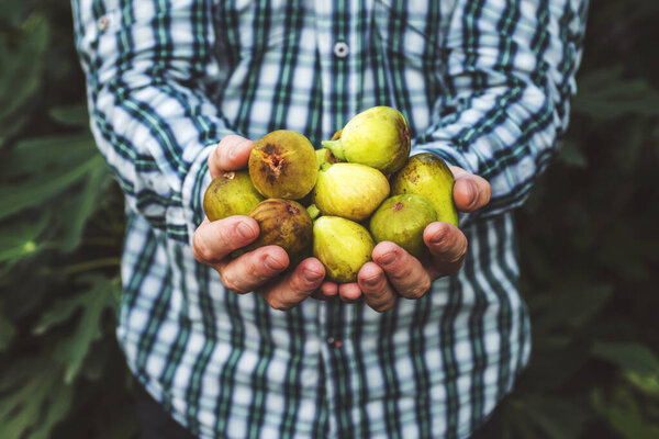 A man holding fresh picked ripe figs in his hands. Fresh figs in male hands on a background of leaves.