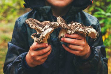Childs 'ın elleri mantar tutuyor. Ormanda mantar arıyorum. Çocuk elleri sonbaharda ormanda büyük mantarları tutar. Orman mantarı toplama mevsimi.