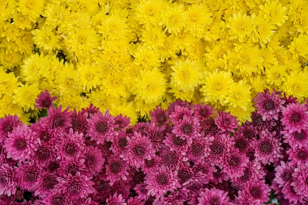 Schöne Chrysanthemenblüten Hintergrund Der Rosa Und Gelben Chrysanthemen Blumen Floraler — Stockfoto