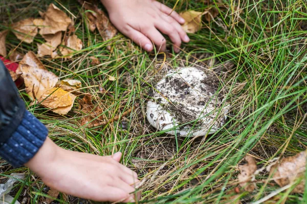 Anak Anak Menemukan Jamur Rumput Hijau Hutan Anak Anak Menunjukkan — Stok Foto