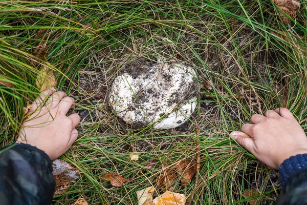 Anak Anak Menemukan Jamur Rumput Hijau Hutan Anak Anak Menunjukkan — Stok Foto