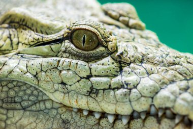 Timsah gözü. Avcının gözü, timsahın gözü..