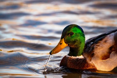 Erkek yaban ördeğinin rahat bir yan görüntüsü, ince altın ışıkla kafasındaki dalgalı tüyleri yakalıyor. Sudaki sıcak yansımalar Ruidera gölünde yumuşak ve uyumlu bir manzara yaratır..
