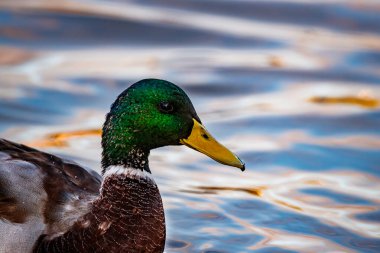 Bir erkek yaban ördeğinin çarpıcı yakın çekimi kafasının canlı yeşil ve mor yanardağını ve gagasının kalın sarısını vurguluyor. Yumuşak, dalgalı mavi ve turuncu su, akşam gökyüzünü yansıtır. Uyumlu ve doğal bir zemin sağlar.