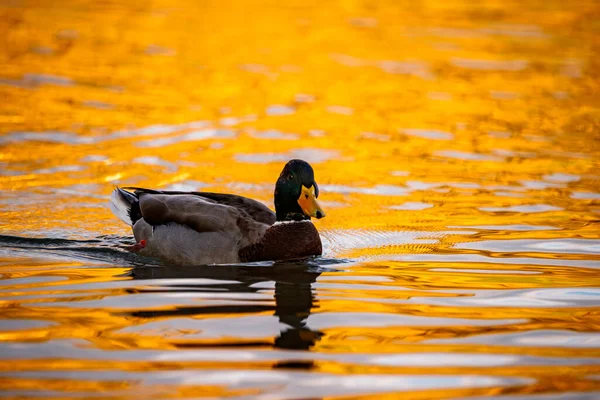 Erkek bir yaban ördeğinin göz kamaştırıcı yakın çekimi, renkleri canlı ve keskin, düşünceli bir ifadeyle, suyun zengin, altın parıltısıyla banyo yaparken.