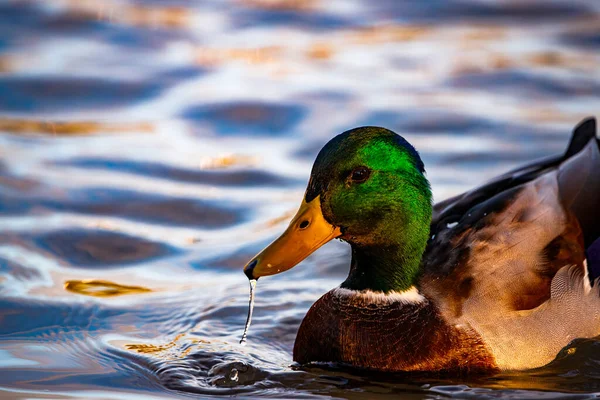 Erkek yaban ördeğinin yan profili, kafa tüylerinin dalgalı dokusunu gözler önüne seriyor. Suyun yüzeyindeki altın ve mavi yansımalar bu detaylı çekim için dinamik ve renkli bir ortam sağlar..