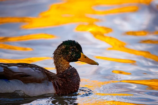 Gagasından bir damla su düşen erkek bir yaban ördeğinin büyüleyici yakın çekimi küçük bir dalgalanma yaratır. Yumuşak, ılık ışık, başının yanardöner yeşilini ve tüylerinin dokusunu yakalar..