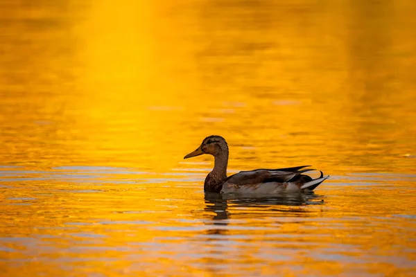 Bu tüm vücut çekimi, gün batımında Ruidera gölünün altın sularında huzur içinde yüzen yalnız bir yaban ördeğini yakalar. Ördeğin silueti zarif bir şekilde zıtlaşmış agai ile ışık ve kompozisyonun güzel bir örneğidir.