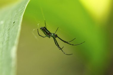 Ormanda, yeşil bir geçmişi olan bir örümcek.
