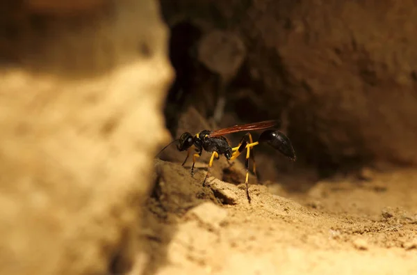 Sahadaki Karınca 'nın Yakın Çekimi