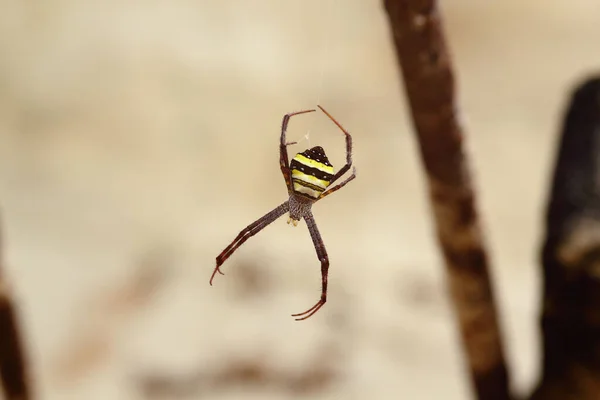 Yangından sallanan bir örümcek