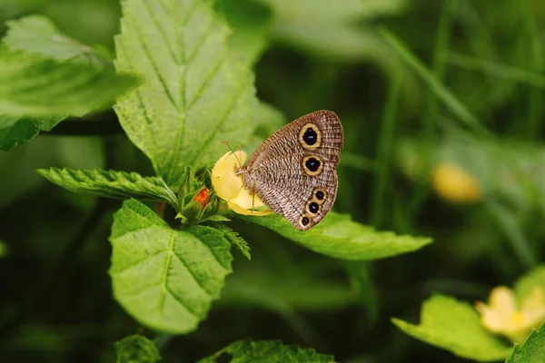 Yapraktaki Baykuş Kelebeği