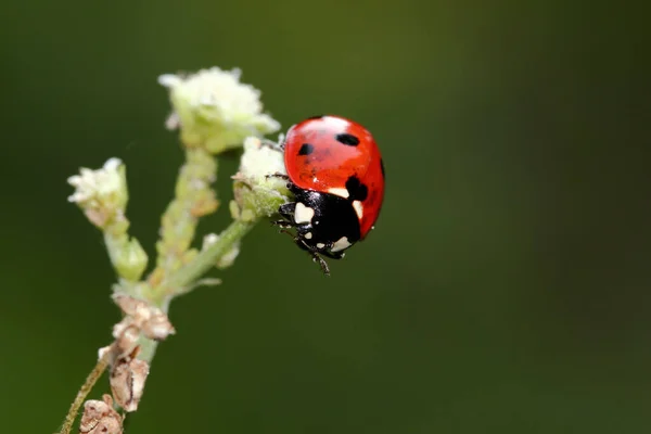 Uğur Böceğinin Yeşil Arkaplandaki Macro Fotoğrafı. Makro Böcekler ve Böcekler Dünyası. İlkbaharda Doğa.