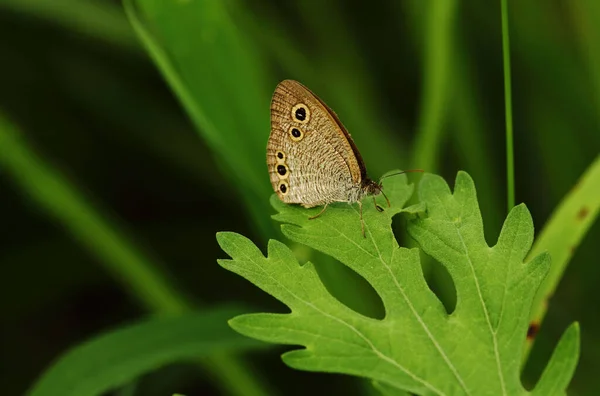 Baykuş Kelebeği Parlak Yeşil Yaprağın Üzerinde Dinleniyor