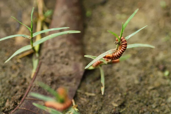 Kahverengimsi Kırkayak Bitkisine Sarılmış