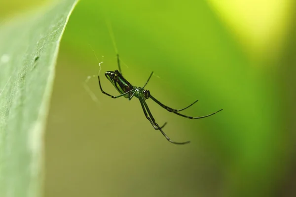 Ormanda, yeşil bir geçmişi olan bir örümcek.