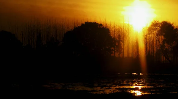 Nackter Baum Unter Orangefarbenem Sonnenuntergang — Stockfoto