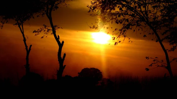 Gün batımında ağaç siluetiyle güzel manzara.