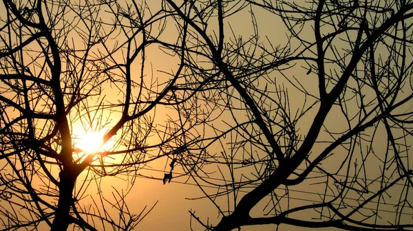 Gün doğumunda ağaç siluetiyle güzel manzara.