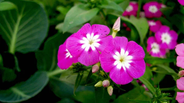 Bahçedeki Mor Pembe Çiçek 'in Yakın Çekimi.