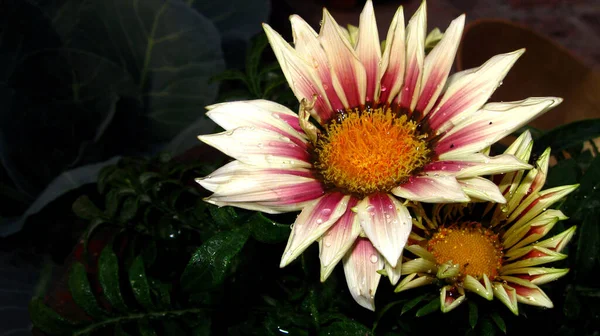 Doğal Çiçekler Desenli Duvar Kağıdı veya Selamlama.