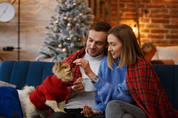 Счастливого Рождества. Счастливая молодая пара, играющая с померанской собакой-шпицем, сидящей у красивой елки дома. Зимние праздники, рождественские праздники, новогодняя концепция. Проводить время вместе — стоковое фото