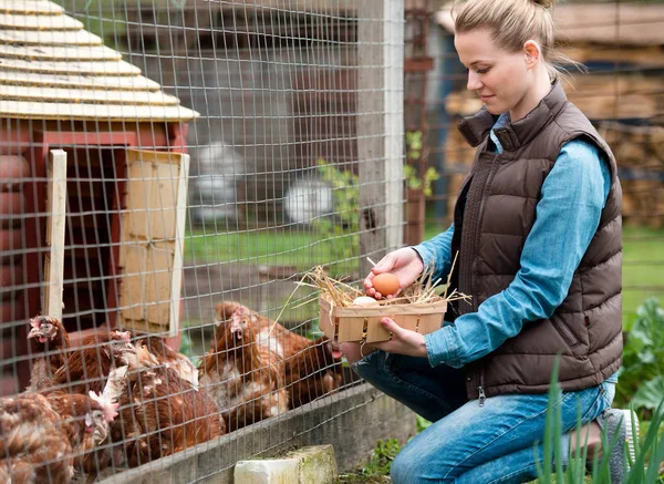 田舎の鶏農場でバスケットに新鮮な卵を集める美少女農家 — ストック写真