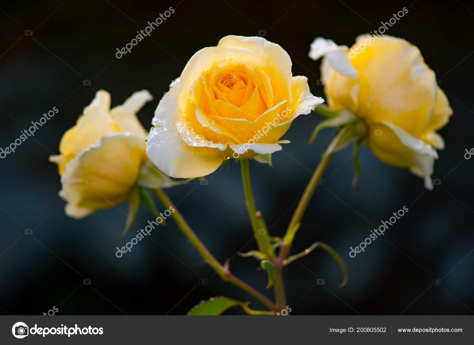 delicate yellow roses flowers branch green leaves rich drops dew