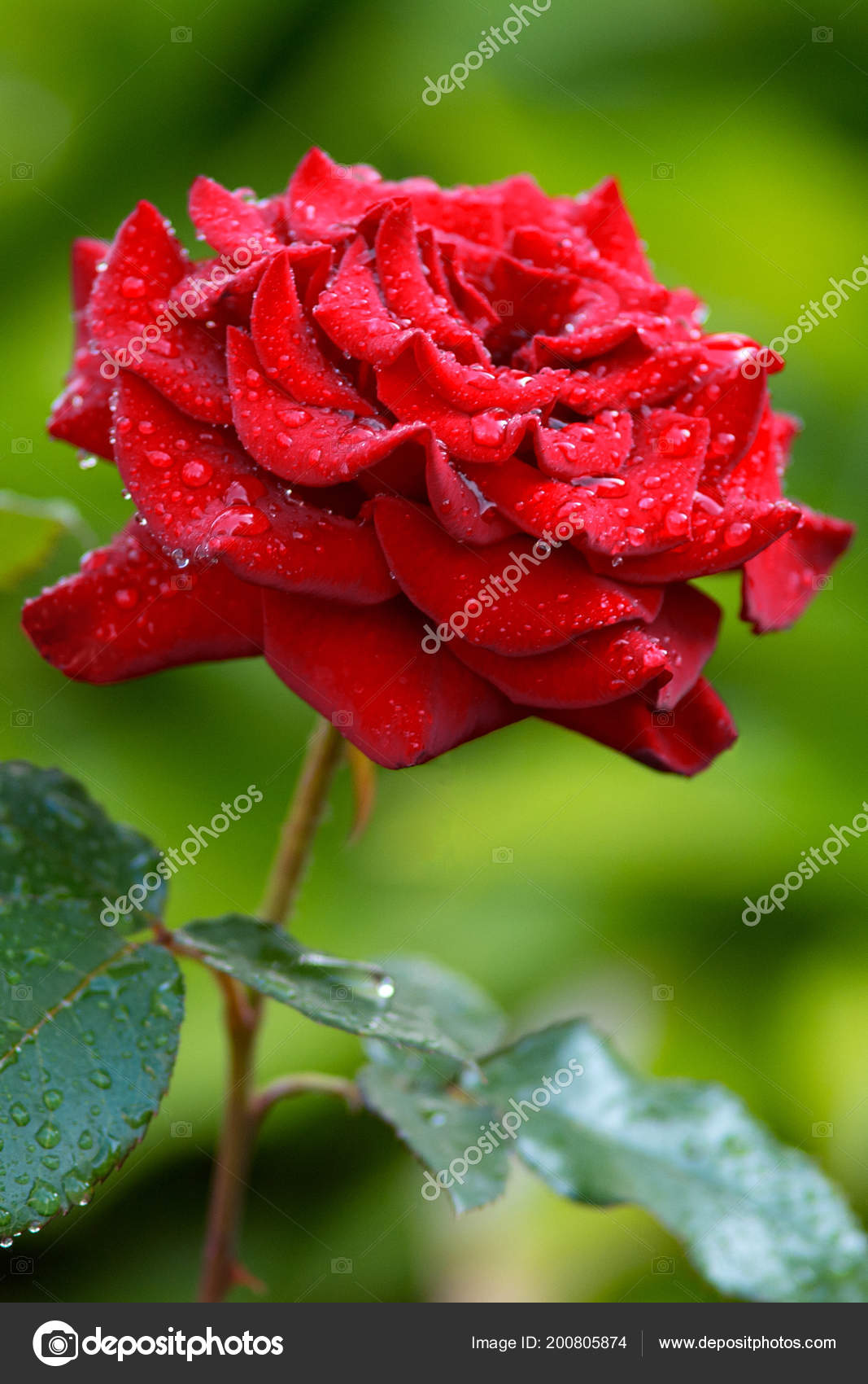 One Red Rose Flower Drops Dew Summer Day Village Garden Stock Photo Image By C Sasapanchenko Gmail Com One Red Rose Flower Drops Dew Summer Day Village Garden Stock Photo Image By C Sasapanchenko Gmail Com