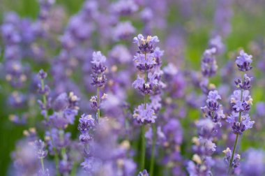 Lavanta çiçek sahada güzel yakın çekim shot