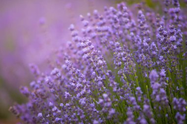 Güneş ışığı kopya alanı ile lavanta alanında. Mor çiçek açan makro lavanta çiçekleri. 