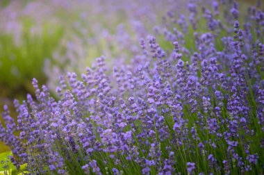 Lavanta çiçekleri kapatın. Lavanta alanının yumuşak odak