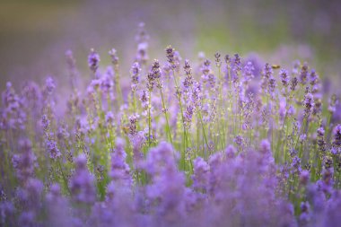 Güzel yumuşak çiçekli lavanta - yumuşak ışık, çok düşük alan derinliği.