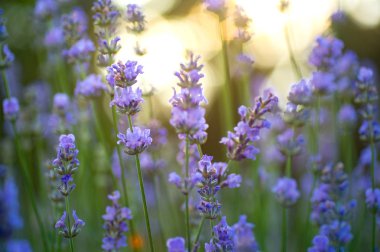 Mor lavanta çiçek tam çiçeklenme koşulu kapatın